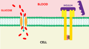 Insulin attaches to a receptor of a cell membrane and signals the entry of glucose molecules into the cell