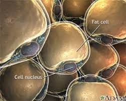 The liver stores fat in cells called lypocytes.