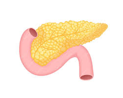 The pancreas secretes insulin form its beta cells.
